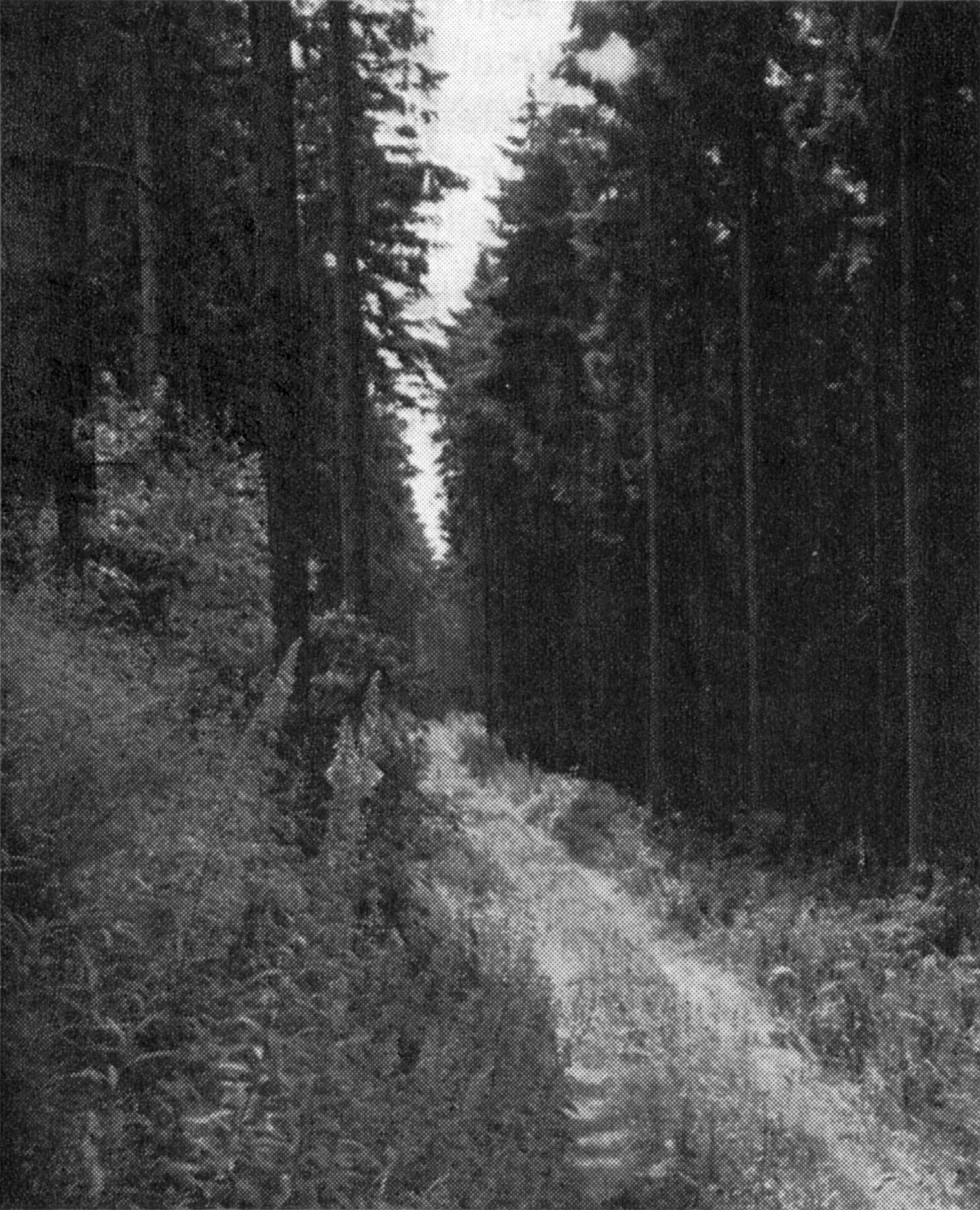 Wanderweg im Hils